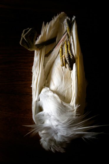 Ayer photographe aubigny vendee parents enfance souvenir aigrette garzette