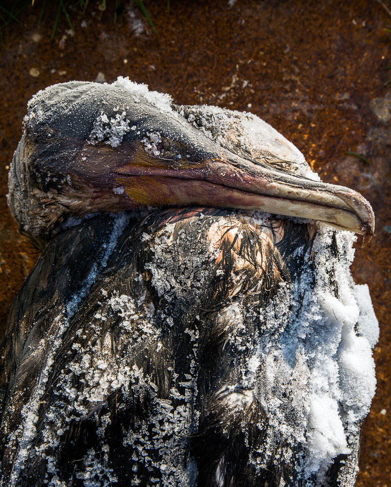 Ayer photographe aubigny vendee parents enfance souvenir un cormoran mort sur une plage