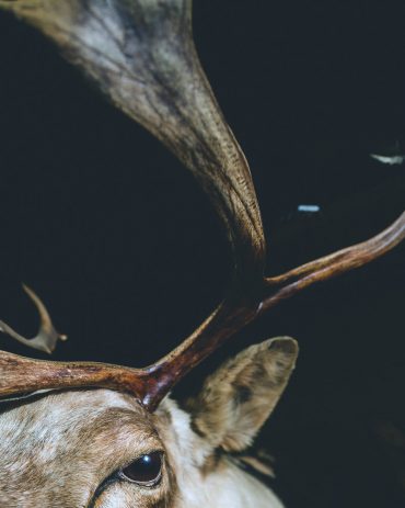 Ayer photographe aubigny vendee parents enfance souvenir l'oeil du cerf