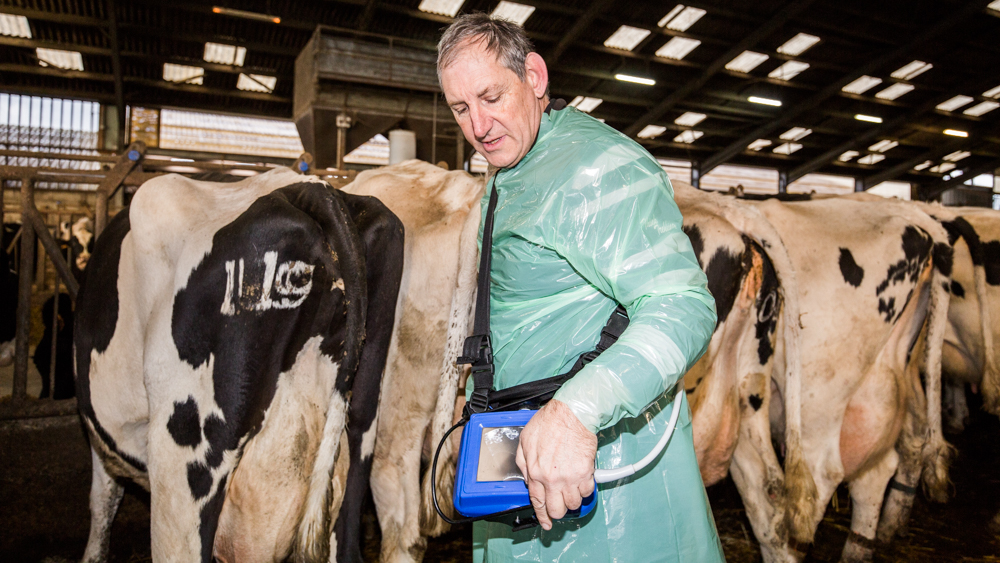 Ayer photographe clinique veterinaire sud Mayenne chateau gontier craon cosse-le-vivien vache fouille echographie