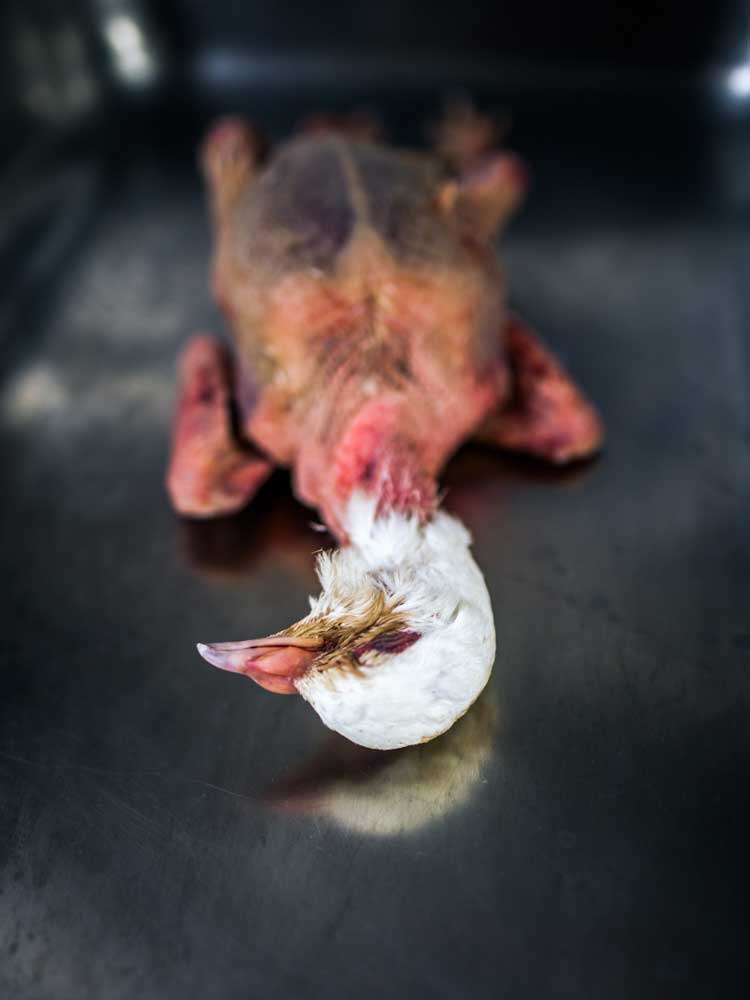 Ayer photographe rennes hotel balthazar cuisine gastronomie un pigeonneau