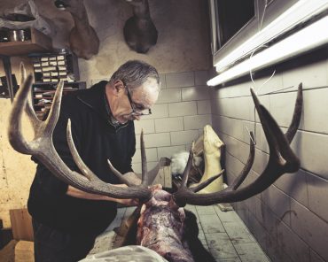 Ayer photographe rennes taxidermie naturaliste depouillage du cerf