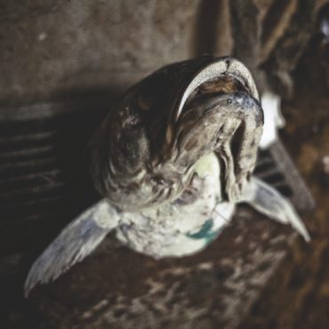 Ayer photographe rennes taxidermie naturaliste une tete de brochet qui seche