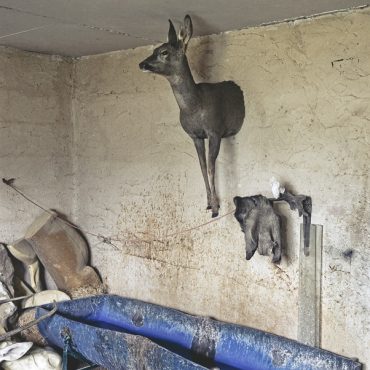 Ayer photographe rennes taxidermie naturaliste vue de l'atelier