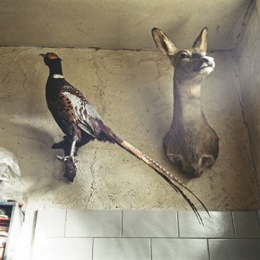 Ayer photographe rennes taxidermie naturaliste un faisan empaille