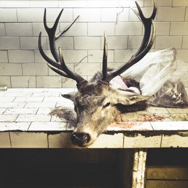 Ayer photographe rennes taxidermie naturaliste une tete de cerf en cours de depouillage