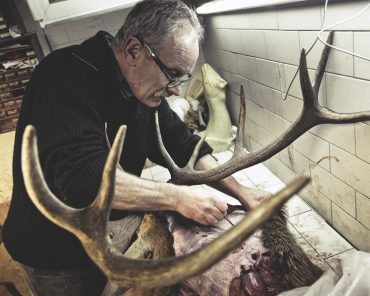 Ayer photographe rennes taxidermie naturaliste operation de depouillage