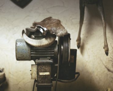 Ayer photographe rennes taxidermie naturaliste machine a degraisser les peaux