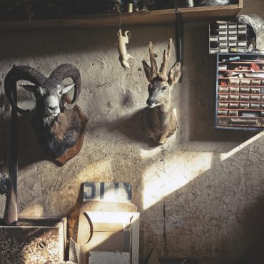 Ayer photographe rennes taxidermie naturaliste une tete de mouflon