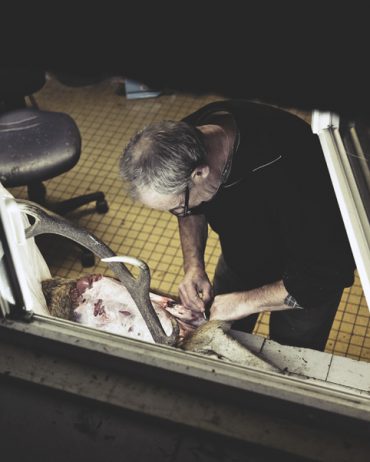 Ayer photographe rennes taxidermie naturaliste taxidermiste preparant la peau de cerf