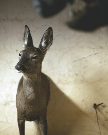 Ayer photographe rennes taxidermie naturaliste un chevreuil femelle