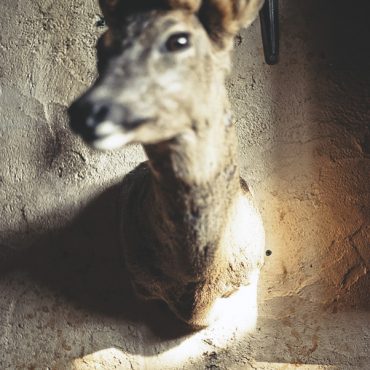 Ayer photographe rennes taxidermie naturaliste une tete de chevreuil empaille