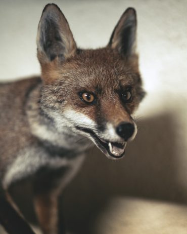 Ayer photographe rennes taxidermie naturaliste une tete de renard