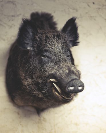 Ayer photographe rennes taxidermie naturaliste trophe de sanglier