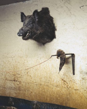 Ayer photographe rennes taxidermie naturaliste une tete de sanglier accroche