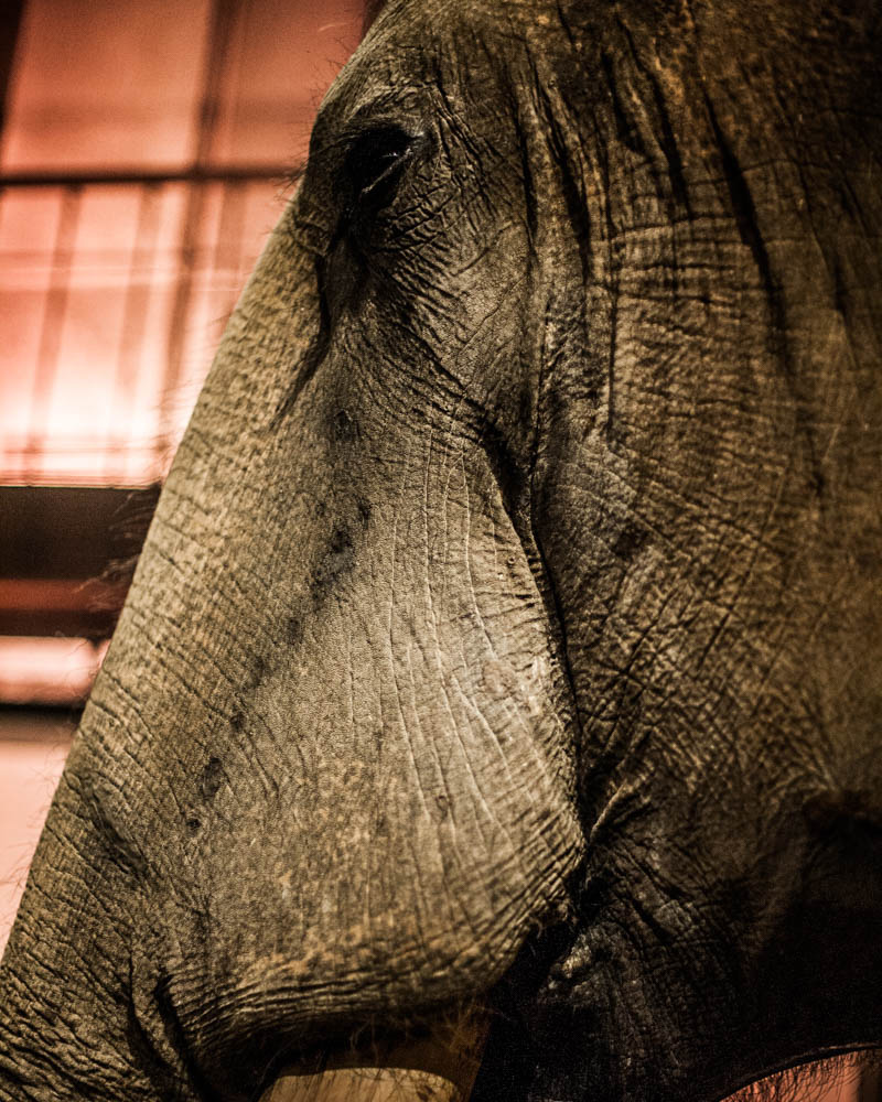 Ayer-photographe-paris-urbain-derive-elephant