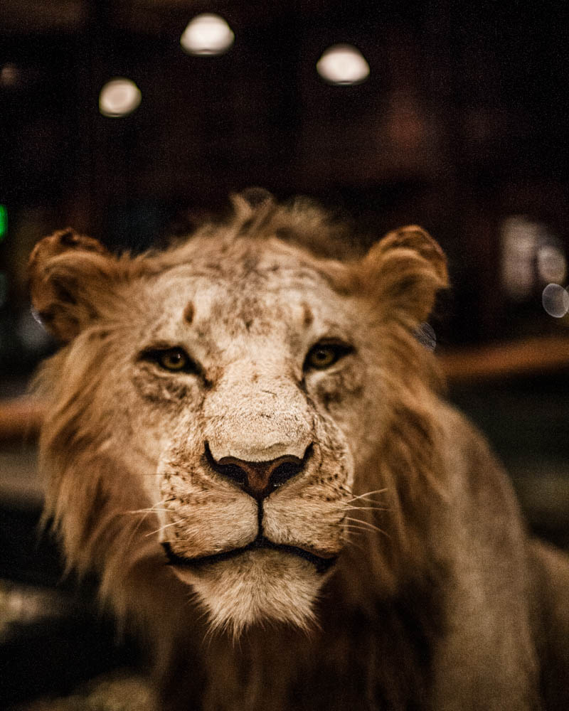 Ayer-photographe-paris-urbain-derive-lion