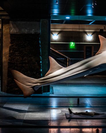 Ayer-photographe-paris-urbain-derive-requin