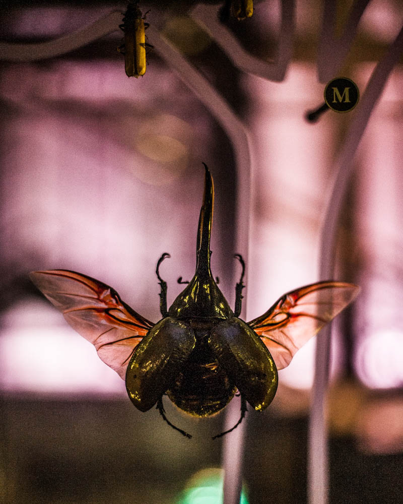 Ayer-photographe-paris-urbain-derive-scarabee